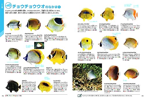 魚 新版 2