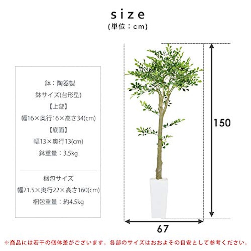 イボタノキ 2