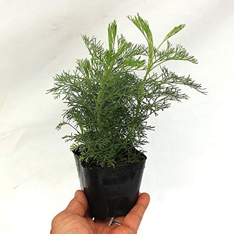 21年 虫除け用ハーブの鉢のおすすめ人気ランキング10選 Mybest 21年 虫除け用ハーブの鉢のおすすめ人気ランキング10選 Mybest