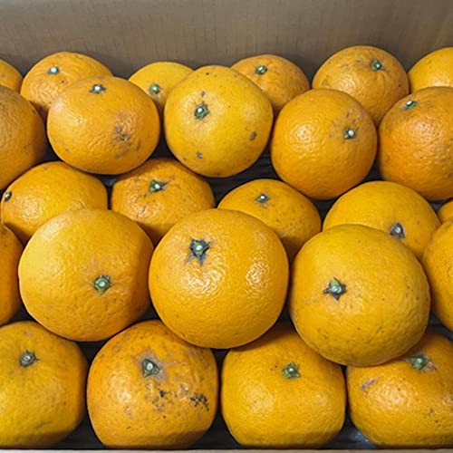 無農薬 清見オレンジ 3