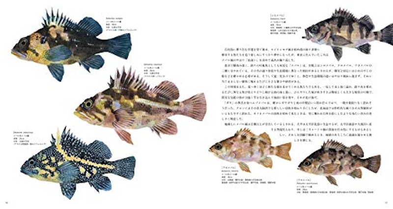 THE FISH 魚と出会う図鑑 4