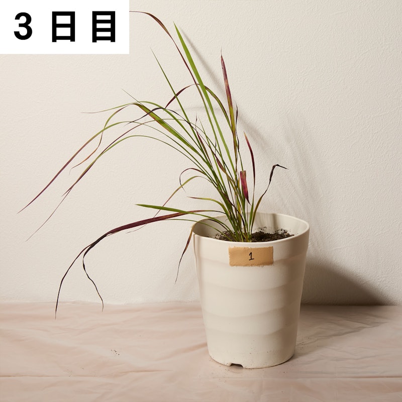 速効除草剤 14