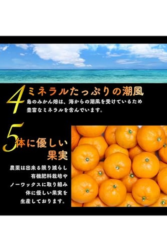 愛媛みかん 6