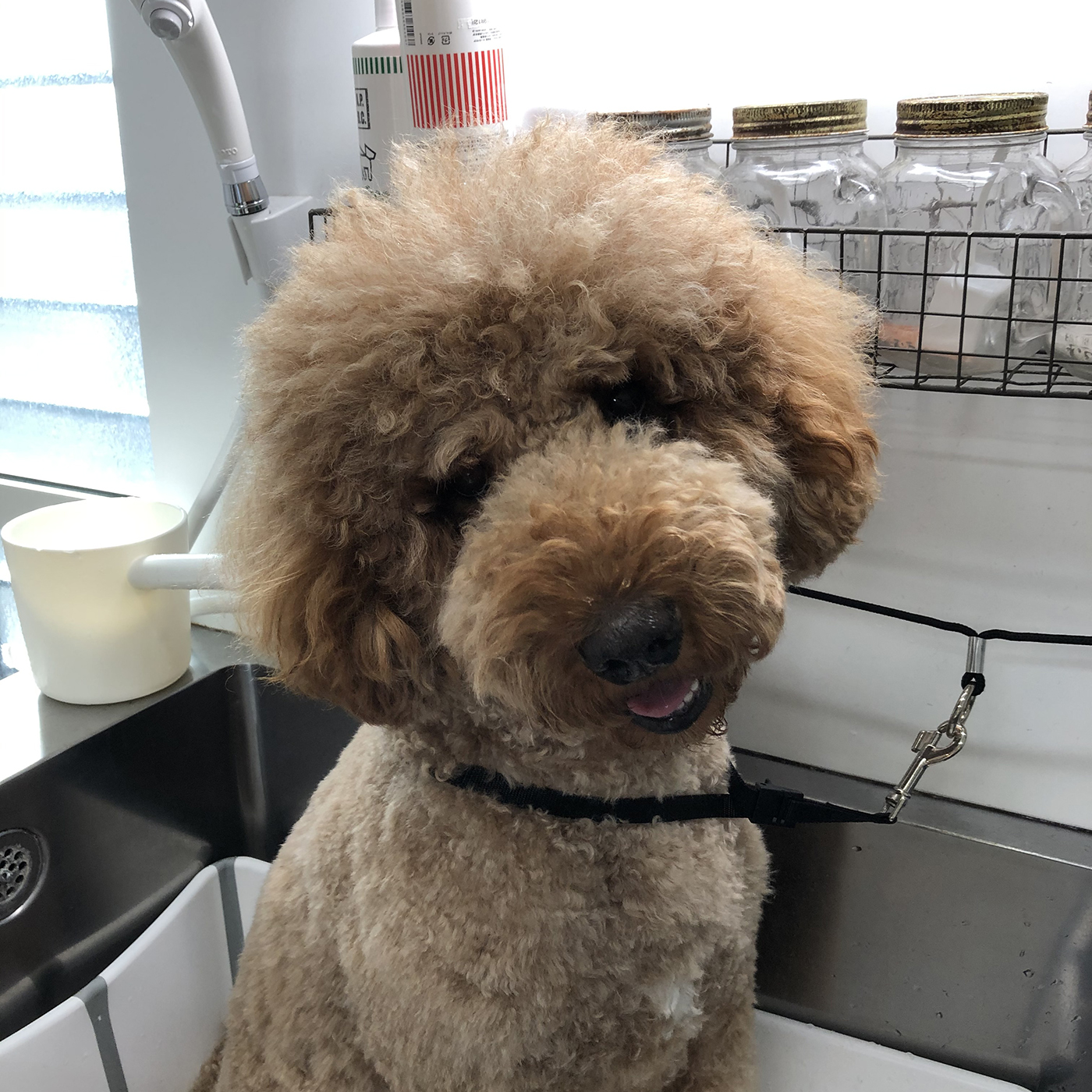 ニチドウ ミラクル ゼネラルシャンプーを他商品と比較 口コミや評判を実際に使ってレビューしました Mybest