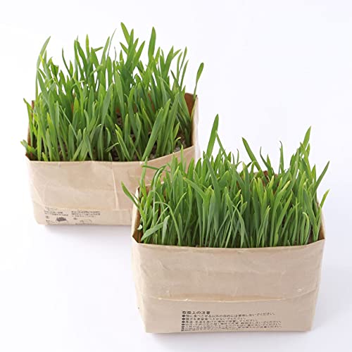 21年 猫草のおすすめ人気ランキング10選 Mybest