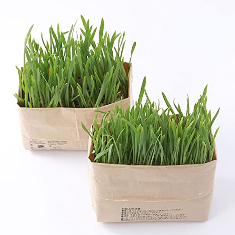 無印良品 猫草栽培セット 3