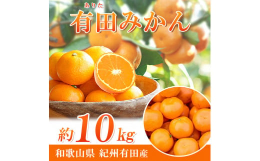 完熟 有田みかん 2