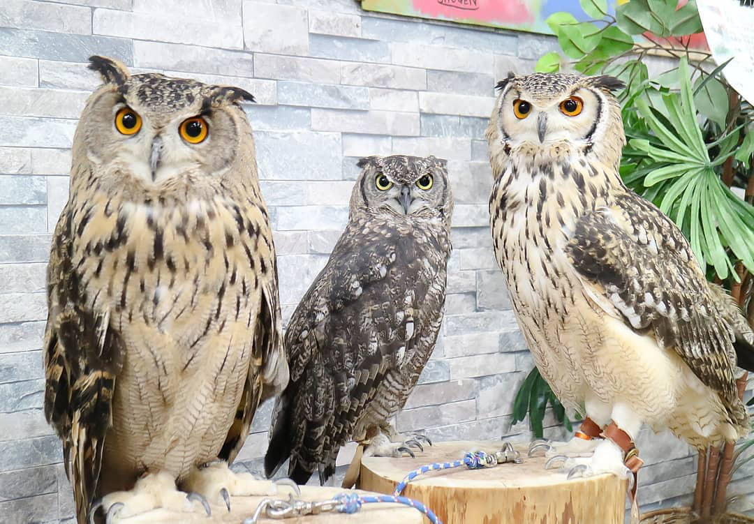 21年 東京都内のフクロウカフェのおすすめ人気ランキング10選 Mybest