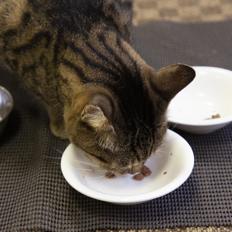 銀のスプーンおいしい顔が見られるおやつカリカリ腎臓の健康維持用 7