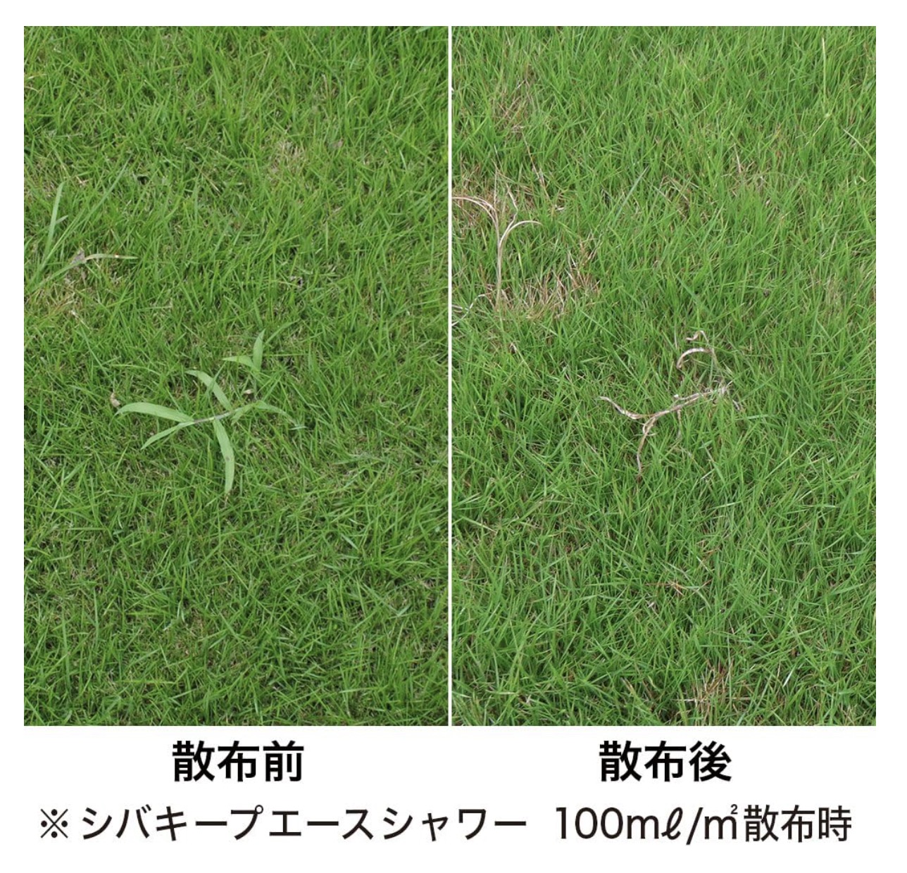 シバキープエースシャワー 5