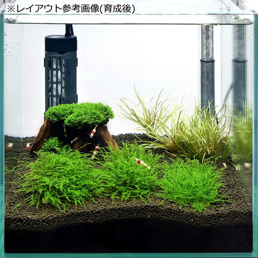 ビーシュリンプ はじめての飼育セット 小型水槽 初心者 3