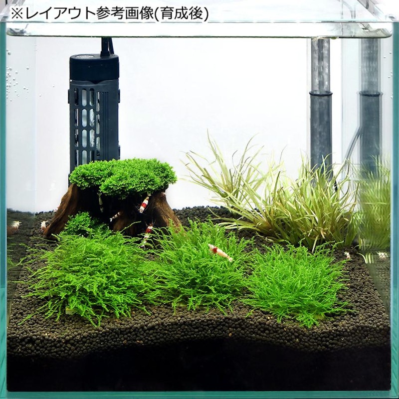 ビーシュリンプ はじめての飼育セット 小型水槽 初心者 3