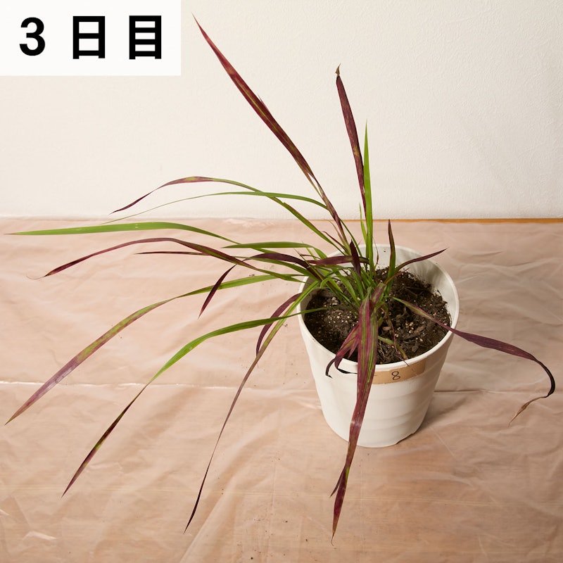 はやく効くお酢の除草剤 15