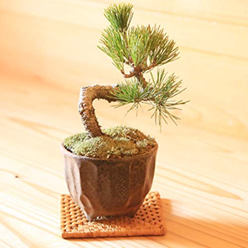 22年 ミニ盆栽のおすすめ人気ランキング19選 Mybest 22年 ミニ盆栽のおすすめ人気ランキング19選 Mybest