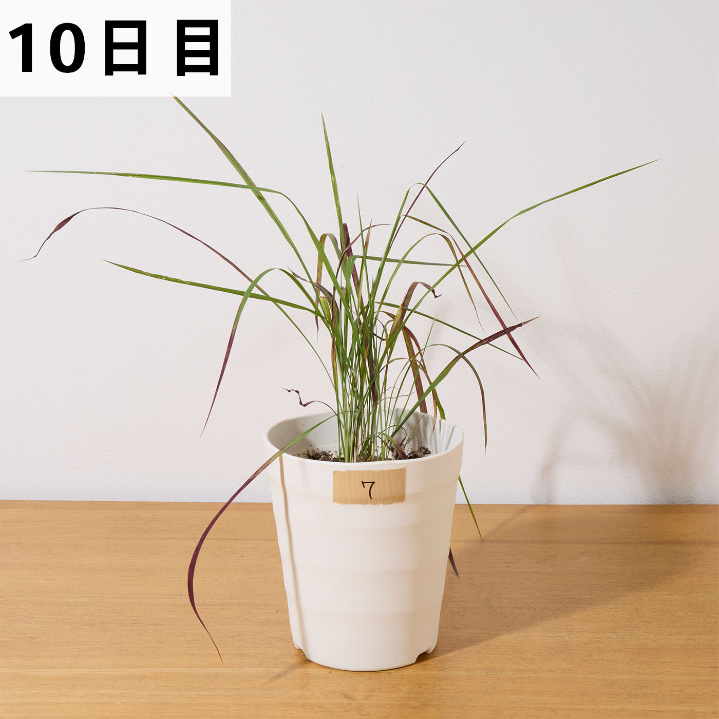 レモングラスとお酢の除草液シャワー 16