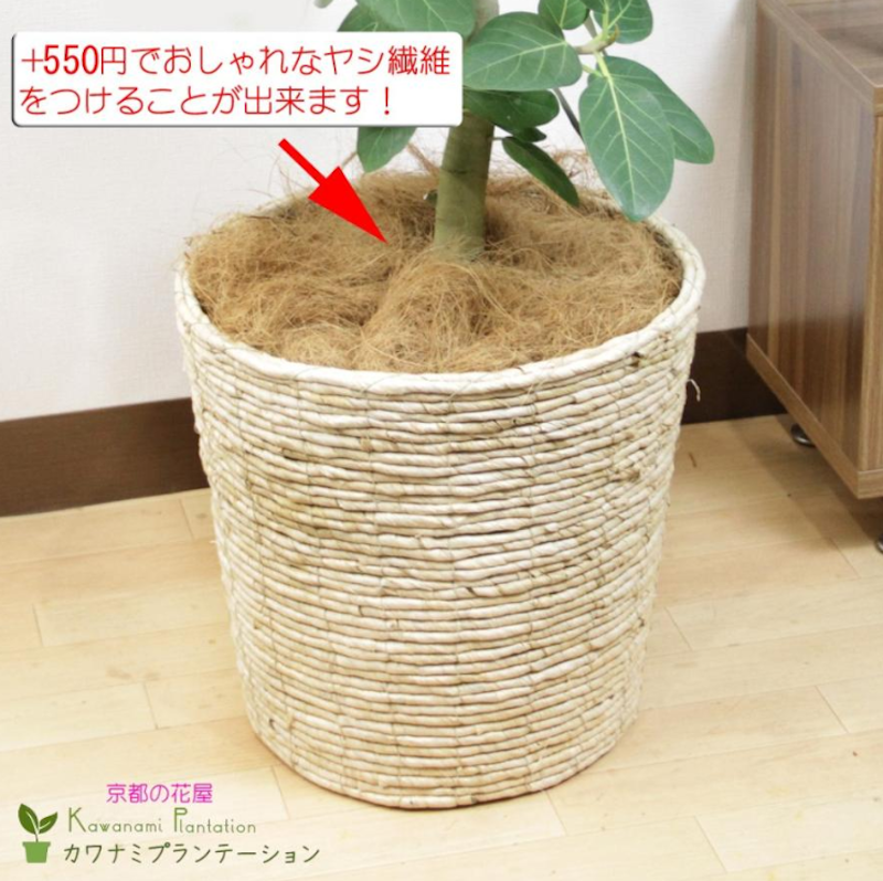 ストレリチア オーガスタ10号鉢 2