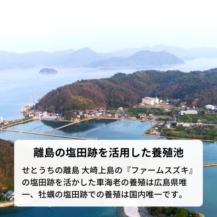 塩田熟成縞牡蠣 クレールストライプオイスター 5