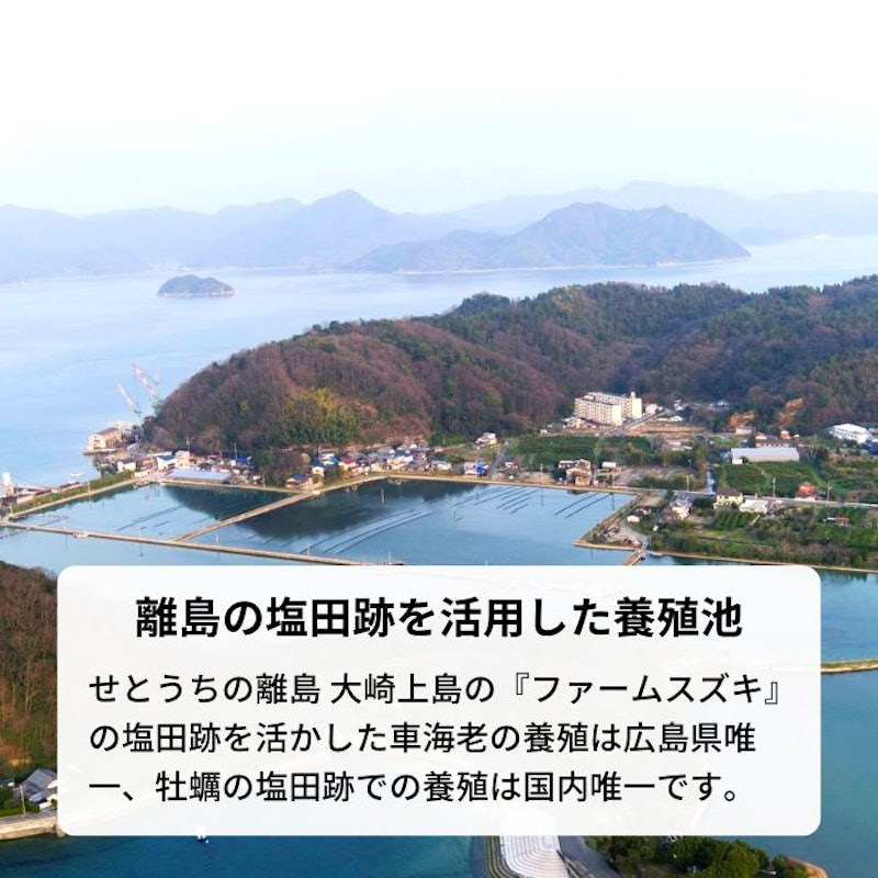 塩田熟成縞牡蠣 クレールストライプオイスター 5