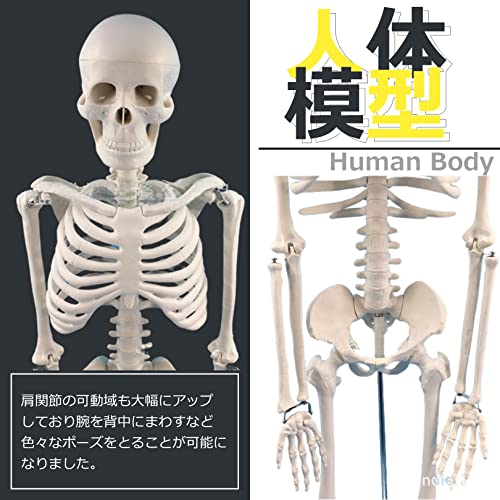 人体模型  5