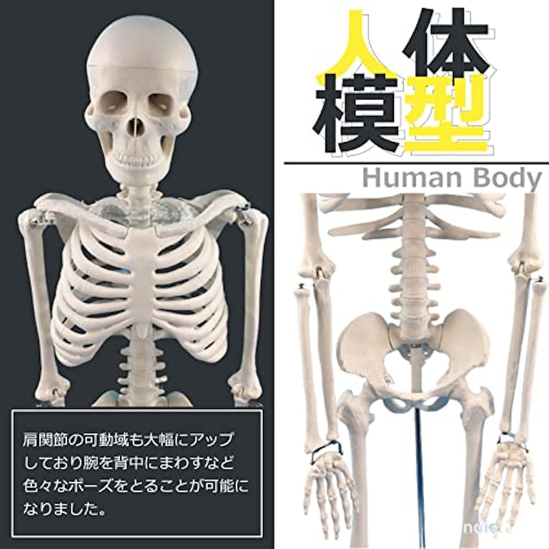人体模型 5