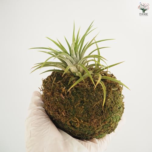 チランジア イオナンタ 苔玉仕立て 9
