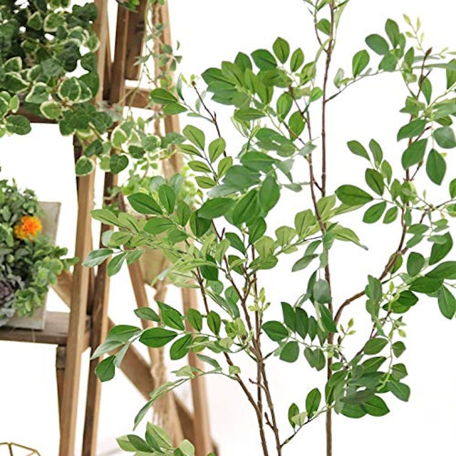 21年 光触媒で加工された観葉植物のおすすめ人気ランキング10選 Mybest 21年 光触媒で加工された観葉植物のおすすめ人気ランキング10選 Mybest