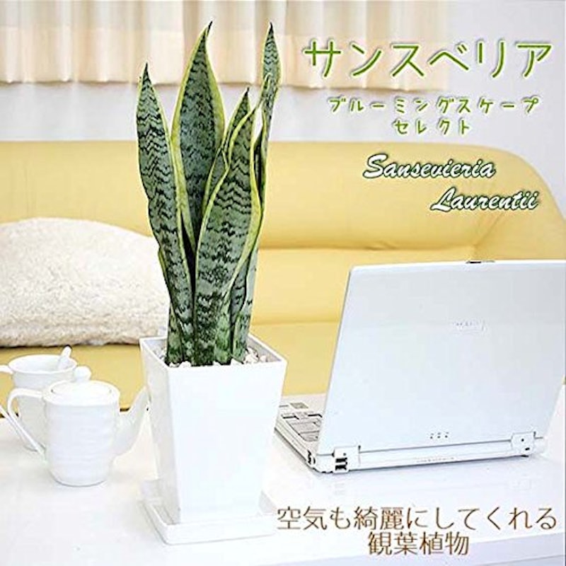 サンスベリア 1