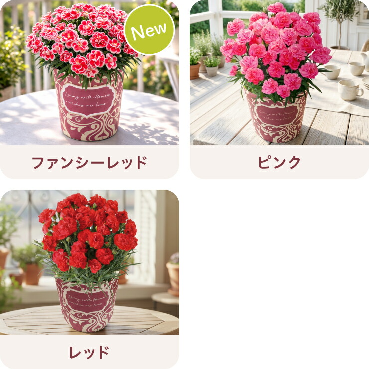 カーネーション 鉢植え 5