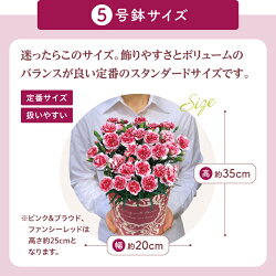 カーネーション 鉢植え 2