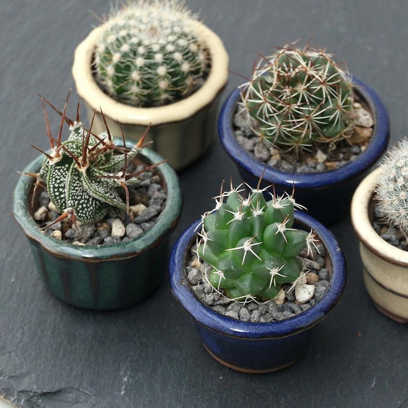 おまかせプチサボテン 豆鉢植え 鉢色おまかせ 2