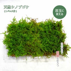 ガーデンデザイナーが教える 苔のおすすめ人気ランキング10選 Mybest ガーデンデザイナーが教える 苔のおすすめ人気ランキング10選 Mybest