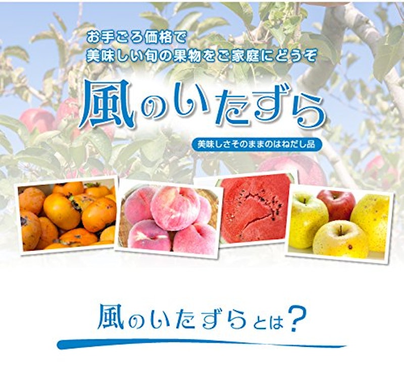 みかん せとか 5kg 2