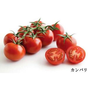房どりフルーツ カンパリ 接ぎ木苗 1