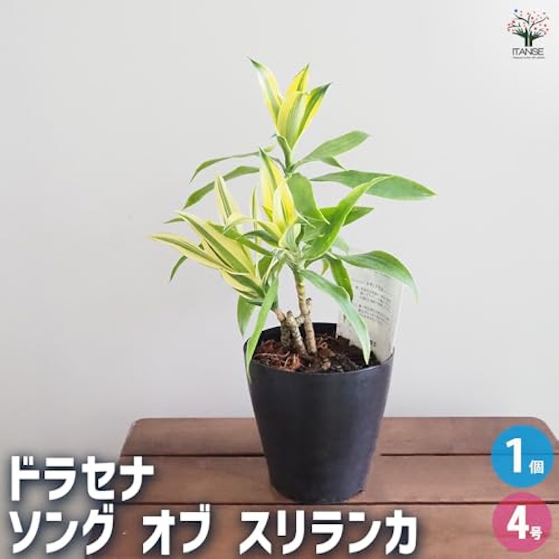 ドラセナ ソング オブ スリランカ 2