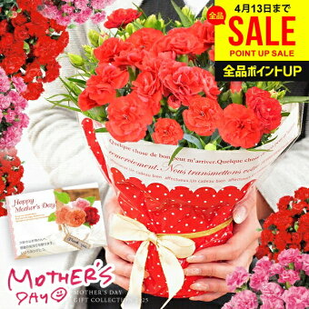 母の日向けカーネーションのおすすめ人気ランキング【人気の品種は？2026年4月】 3