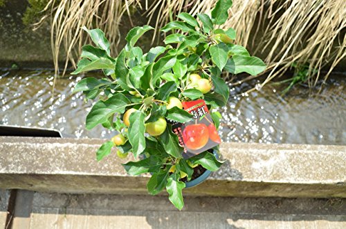 長寿紅リンゴの鉢植え 7