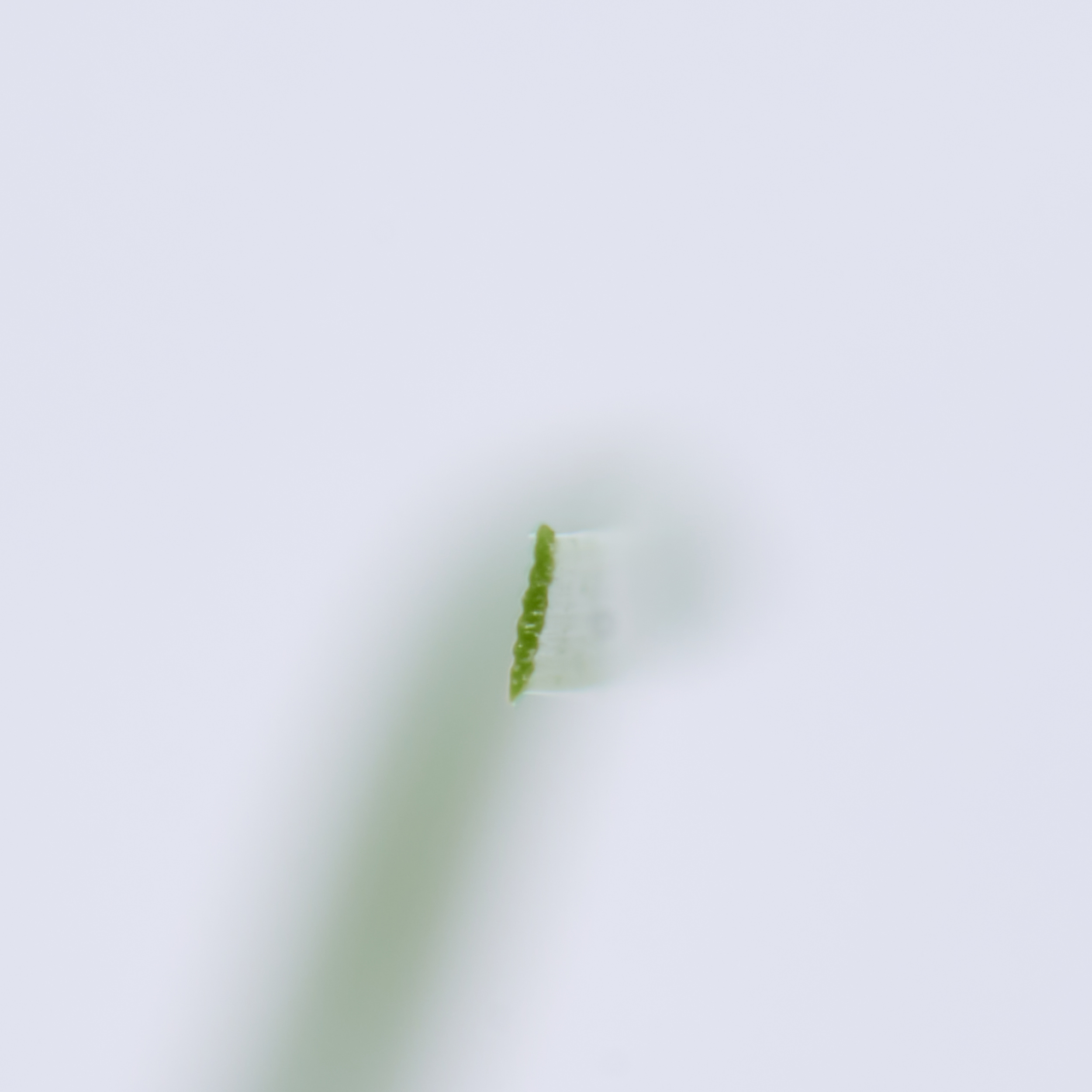 リアル防草人工芝 6