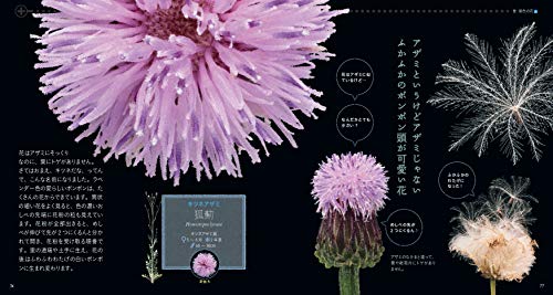 もっと美しき小さな雑草の花図鑑 6