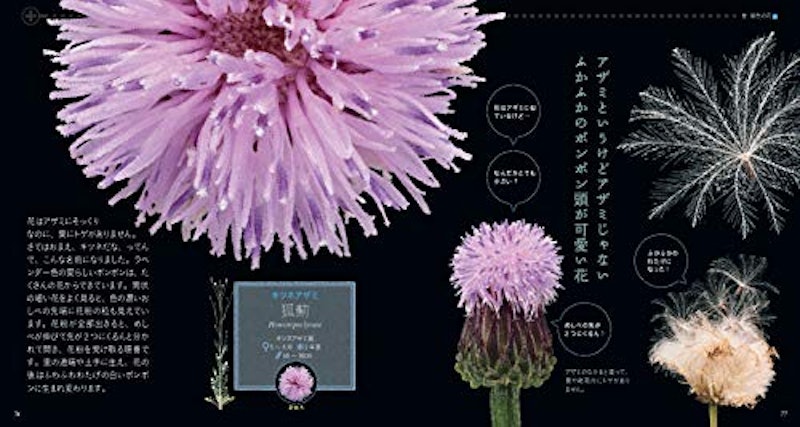 もっと美しき小さな雑草の花図鑑 6