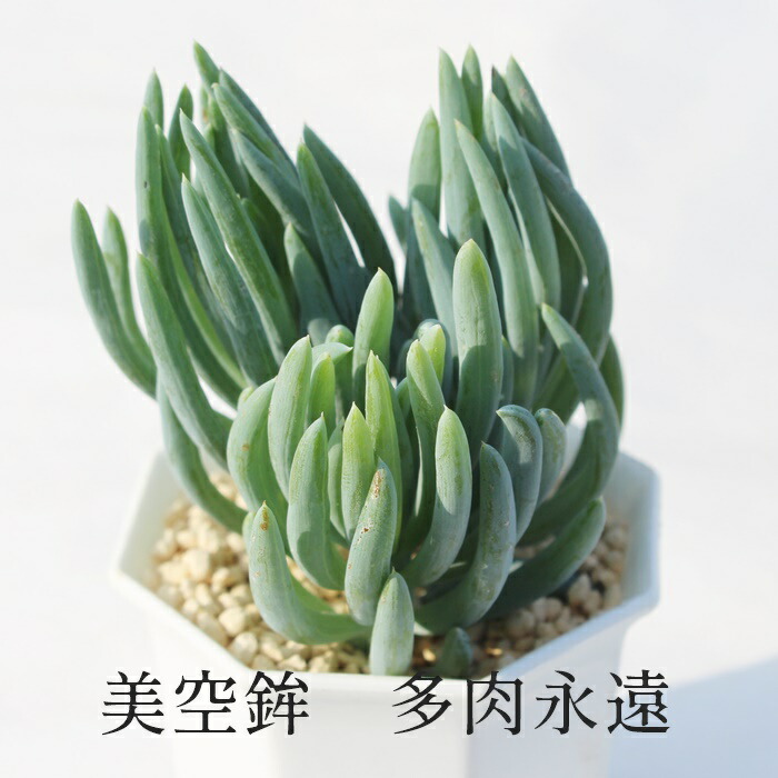 美空鉾 1