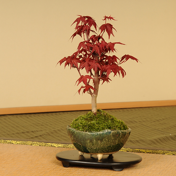 出猩々もみじ 2