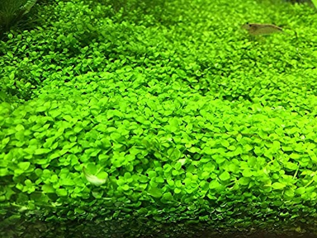 21年 メダカにおすすめの水草のおすすめ人気ランキング15選 Mybest 21年 メダカにおすすめの水草のおすすめ人気ランキング15選 Mybest