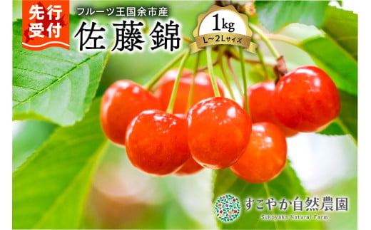 佐藤錦 1