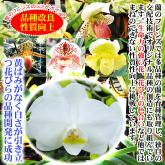 アスリート胡蝶蘭 3