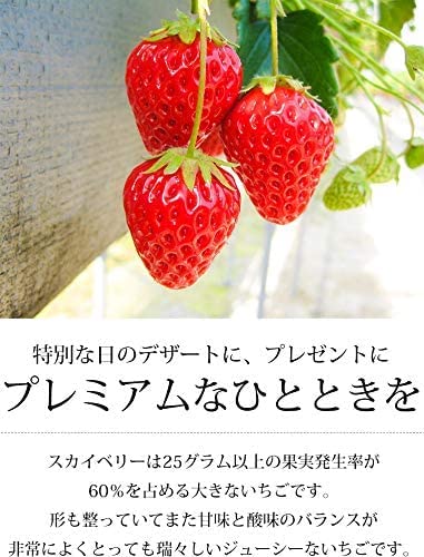 スカイベリー 5