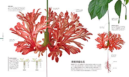FLORA 図鑑 植物の世界 2