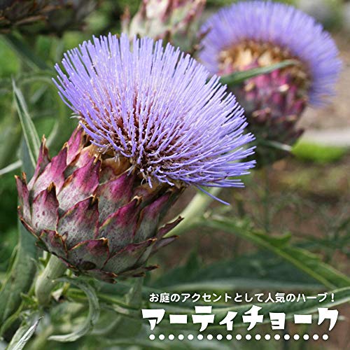 22年 ハーブ初心者向け苗のおすすめ人気ランキング19選 Mybest