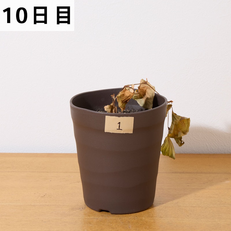 速効除草剤 10