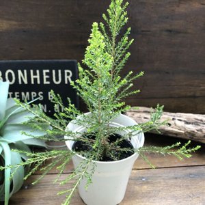 21年 虫除け用ハーブの鉢のおすすめ人気ランキング10選 Mybest