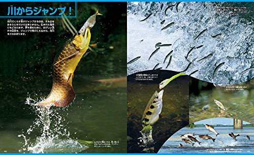 講談社の動く図鑑MOVE 魚 新訂版  3